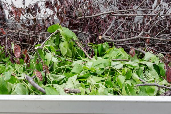 Cost of Brush Pile Removal in Scottsdale