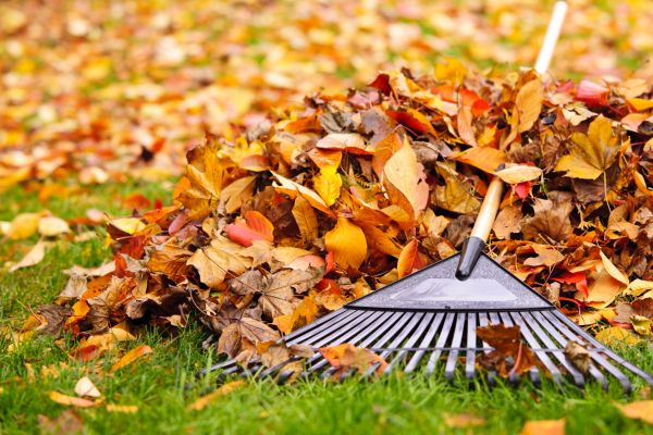 Cost of Leaves Removal in Scottsdale