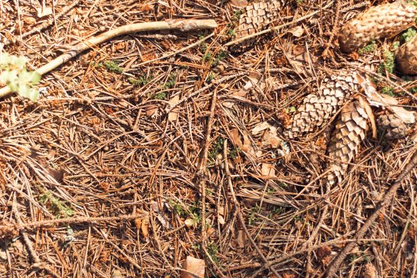 Cost of Pine Needles Removal in Scottsdale
