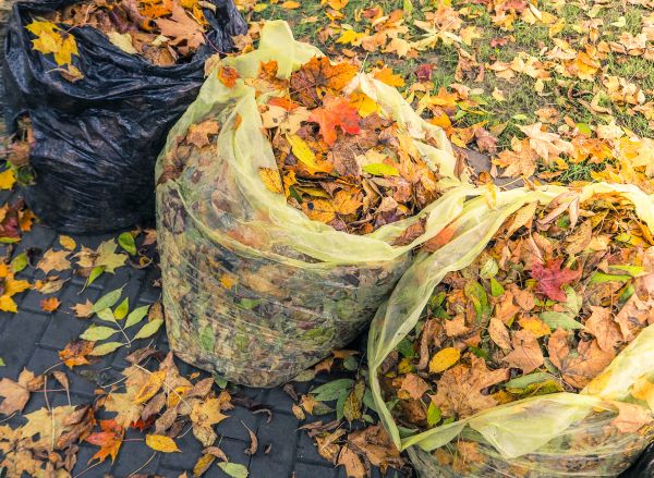 Cost of Yard Cleanup Service in Scottsdale