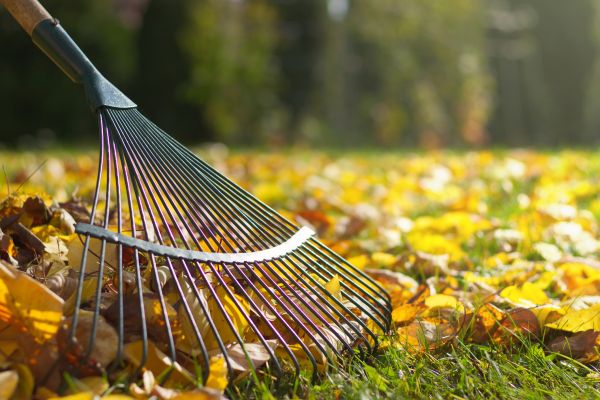 Cost of Leaf Raking Service in Scottsdale