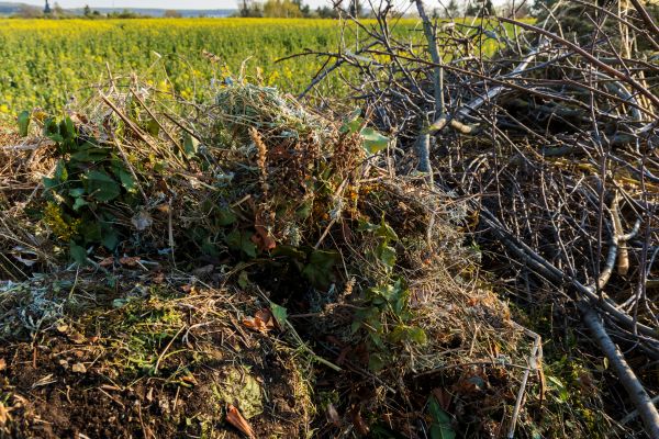 Cost of Brush Disposal in Scottsdale