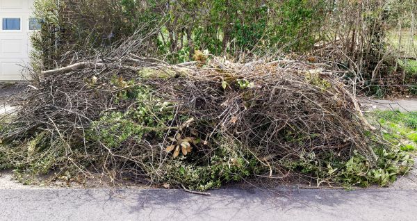 Cost of Tree Limb Cleanup in Scottsdale