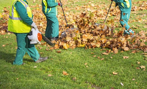 Cost of Leaf Maintenance in Scottsdale