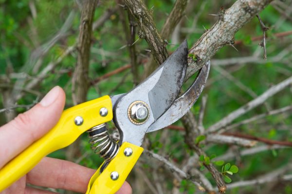 Cost of Limbs Removal in Scottsdale