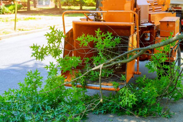 Cost of Tree Branches Removal in Scottsdale