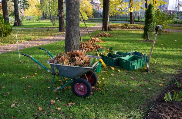 Cost of Leaf Clearing Service in Scottsdale