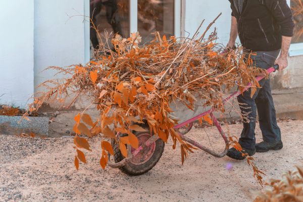 Cost of Lawn Debris Cleanup in Scottsdale