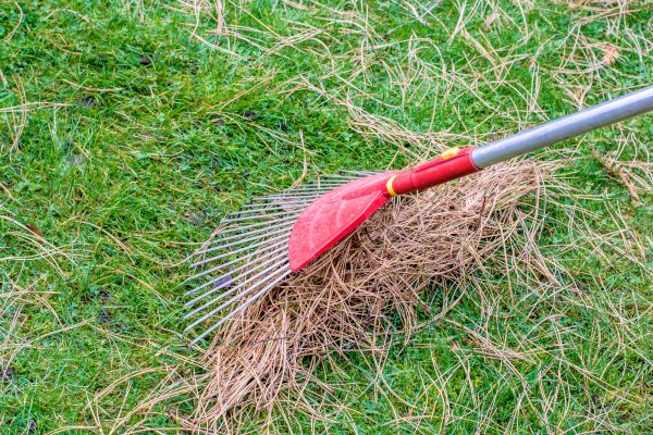Cost of Pine Straw Raking in Scottsdale