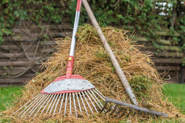 Cost of Pine Straw Clearing in Scottsdale