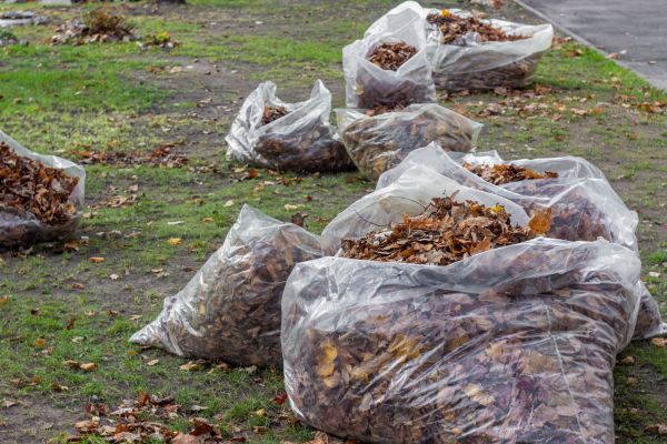 Cost of Leaf Pile Disposal in Scottsdale
