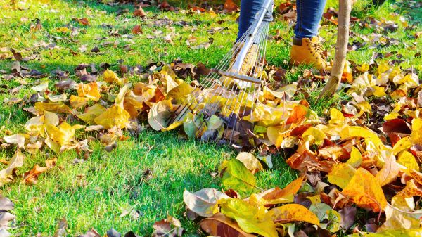 Cost of Lawn Cleanup Service in Scottsdale