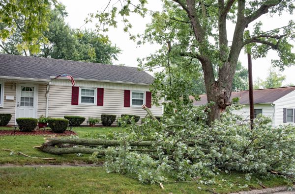 Cost of Fallen Branch Removal in Scottsdale