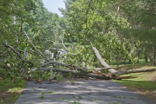 Cost of Tree Debris Removal in Scottsdale